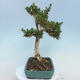 Vonkajšie bonsai - Buxus microphylla - krušpán - 4/5