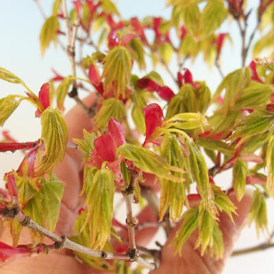 Acer palmatum aureum - Javor dlaňolistý zlatý VB2020-649 - 4
