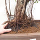 Izbová bonsai - Ficus retusa - malolistá fikus - 4/4