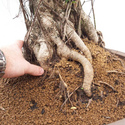 Izbová bonsai - Ficus retusa - malolistá fikus - 4