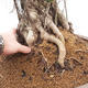 Izbová bonsai - Ficus retusa - malolistá fikus - 4/4