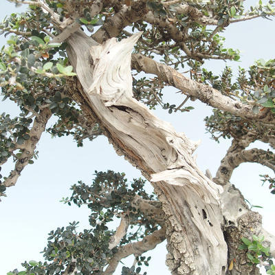 Pokojová bonsai - Olea europaea sylvestris -Oliva evropská drobnolistá PB220640 - 4