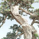 Pokojová bonsai - Olea europaea sylvestris -Oliva evropská drobnolistá PB220640 - 4/7