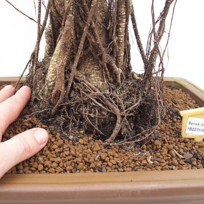 Izbová bonsai - Ficus retusa - malolistá fikus - 4