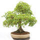 Vonkajší bonsai - Javor Francúzsky - Acer Nonspessulanum - 4/5