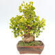 Vonkajší bonsai - Jinan dvojlaločný - Ginkgo biloba - 4/5