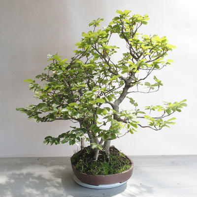 Vonkajšie bonsai - Fagus sylvatica - Buk lesný - 4