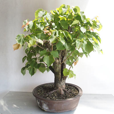 Vonkajšie bonsai - Lipa malolistá - Tilia cordata - 4
