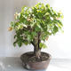 Vonkajšie bonsai - Lipa malolistá - Tilia cordata - 4/5