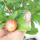 Izbová bonsai-Punic granatum nana-Granátové jablko - 4/4