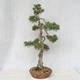Vonkajšie bonsai - Pinus Sylvestris - Borovica lesná - 4/5
