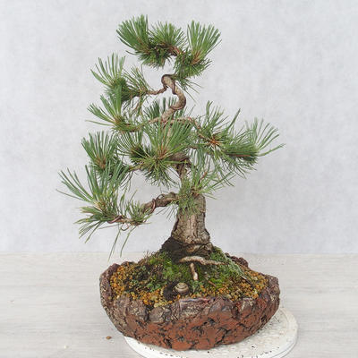 Vonkajšie bonsai - Pinus Mugo - Borovica Marhuľa - 4