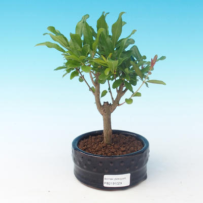 Izbová bonsai-Punic granatum nana-Granátové jablko - 4