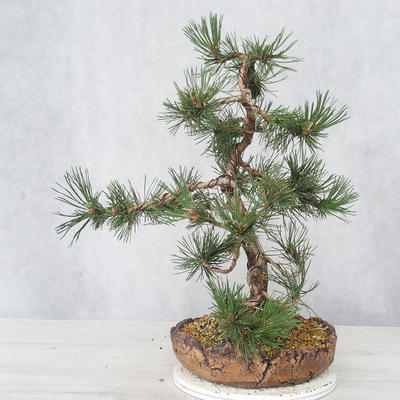 Vonkajšie bonsai - Pinus Mugo - Borovica Marhuľa - 4