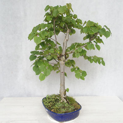 Vonkajšie bonsai - Lipa malolistá - Tilia cordata - 4