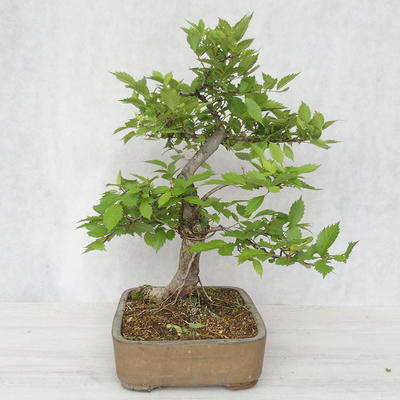 Vonkajšia bonsai-Ulmus glabra-brest tuhý - 4