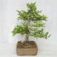 Vonkajšia bonsai-Ulmus glabra-brest tuhý - 4/4
