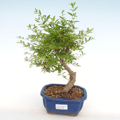Izbová bonsai-Punic granatum nana-Granátové jablko PB2201078 - 4