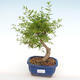Izbová bonsai-Punic granatum nana-Granátové jablko PB2201078 - 4/4
