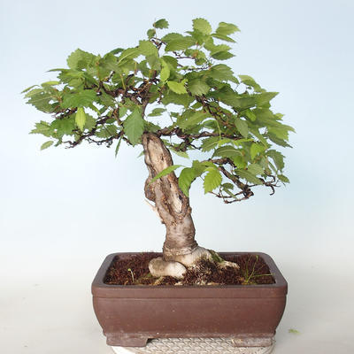 Vonkajšie bonsai - Zelkova - 4