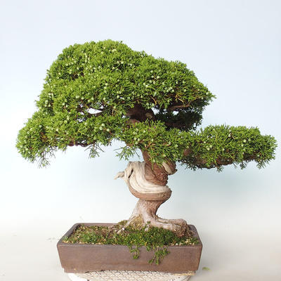 Vonkajšie bonsai - Juniperus chinensis Itoigava-Jalovec čínsky - 4