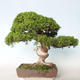 Vonkajšie bonsai - Juniperus chinensis Itoigava-Jalovec čínsky - 4/5