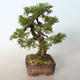 Vonkajšie bonsai - Juniperus chinensis Itoigava-Jalovec čínsky - 4/4