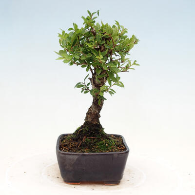 Vonkajšie bonsai - Zelkova - Zelkova NIRE - 4