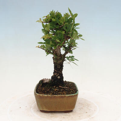 Vonkajšie bonsai - Zelkova - Zelkova NIRE - 4