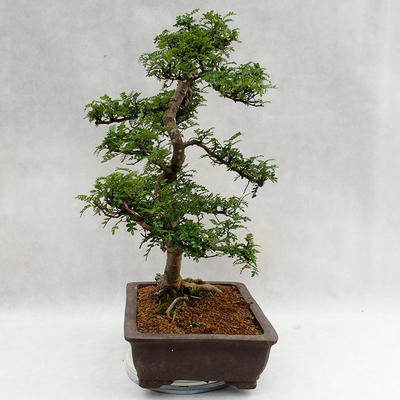Izbová bonsai - Zantoxylum piperitum - Piepor PB2191200 - 4