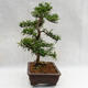 Izbová bonsai - Zantoxylum piperitum - Piepor PB2191200 - 4/5