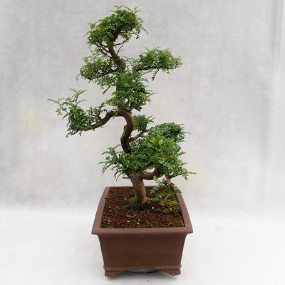 Izbová bonsai - Zantoxylum piperitum - Piepor PB2191201 - 4