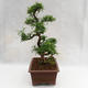 Izbová bonsai - Zantoxylum piperitum - Piepor PB2191201 - 4/5