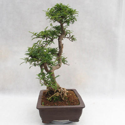 Izbová bonsai - Zantoxylum piperitum - Piepor PB2191202 - 4