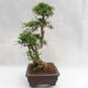 Izbová bonsai - Zantoxylum piperitum - Piepor PB2191202 - 4/5