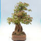Vonkajšie bonsai - Javor Buergerianum - Javor Burgerův - 4/5