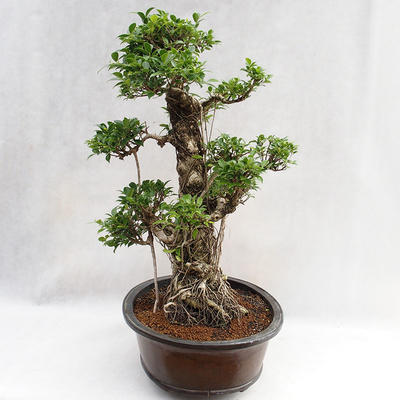 Izbová bonsai - Ficus kimmen - malolistá fikus PB2191217 - 4
