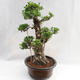 Izbová bonsai - Ficus kimmen - malolistá fikus PB2191217 - 4/6