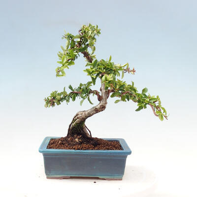 Vonkajší bonsai-Pyracanta Teton-Hlohyňa - 4