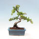 Vonkajší bonsai-Pyracanta Teton-Hlohyňa - 4/5