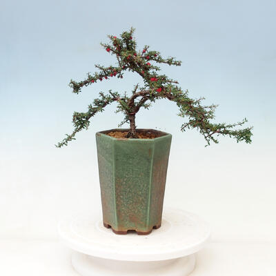 Vonkajší bonsai-Cotoneaster microcarpa var.thymifolius-Skalník - 4