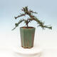 Vonkajší bonsai-Cotoneaster microcarpa var.thymifolius-Skalník - 4/5