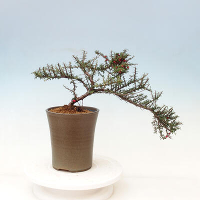 Vonkajší bonsai-Cotoneaster microcarpa var.thymifolius-Skalník - 4