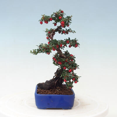 Vonkajší bonsai - Cotoneaster horizontalis - Skalník - 4