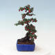 Vonkajší bonsai - Cotoneaster horizontalis - Skalník - 4/4
