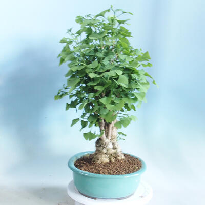 Vonkajšie bonsai - Ginko dvojlaločné - Ginkgo biloba - 4