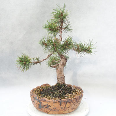 Vonkajšie bonsai - Pinus mugo - Borovica Marhuľa - 4