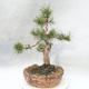 Vonkajšie bonsai - Pinus mugo - Borovica Marhuľa - 4/4