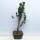 Vonkajší bonsai - Taxus cuspidata - Tis japonský - 4/5