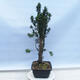 Vonkajší bonsai - Taxus cuspidata - Tis japonský - 4/5